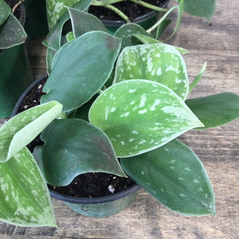 Scindapsus Pictus, Silver Satin Pothos