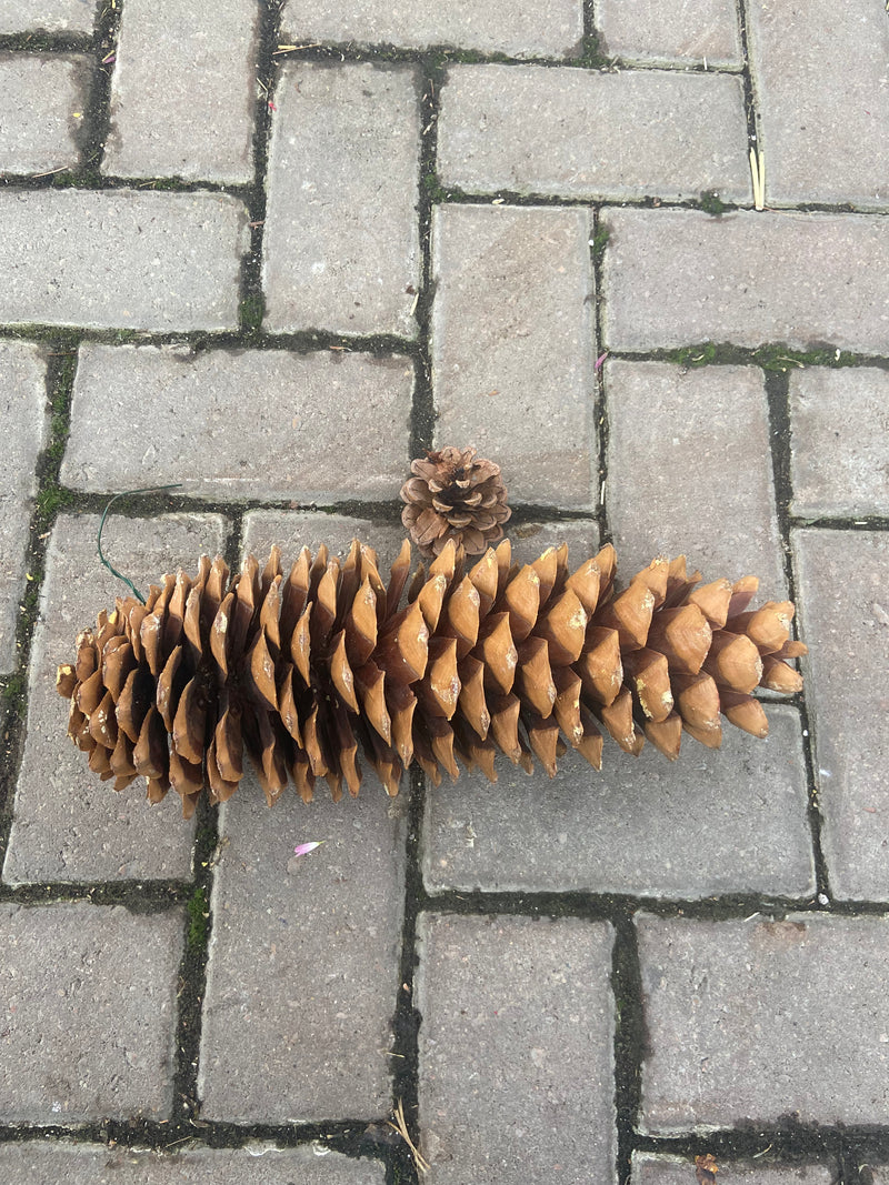 Loose Pine Cones