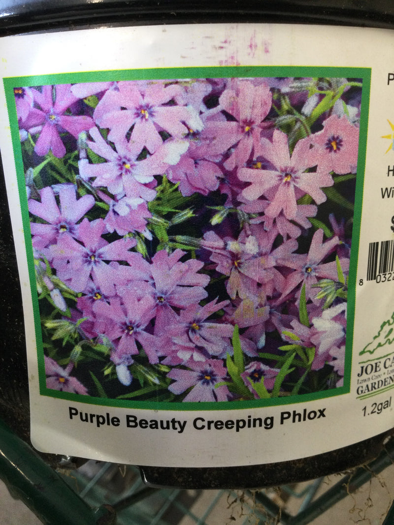 Phlox s. ‘Purple Beauty’