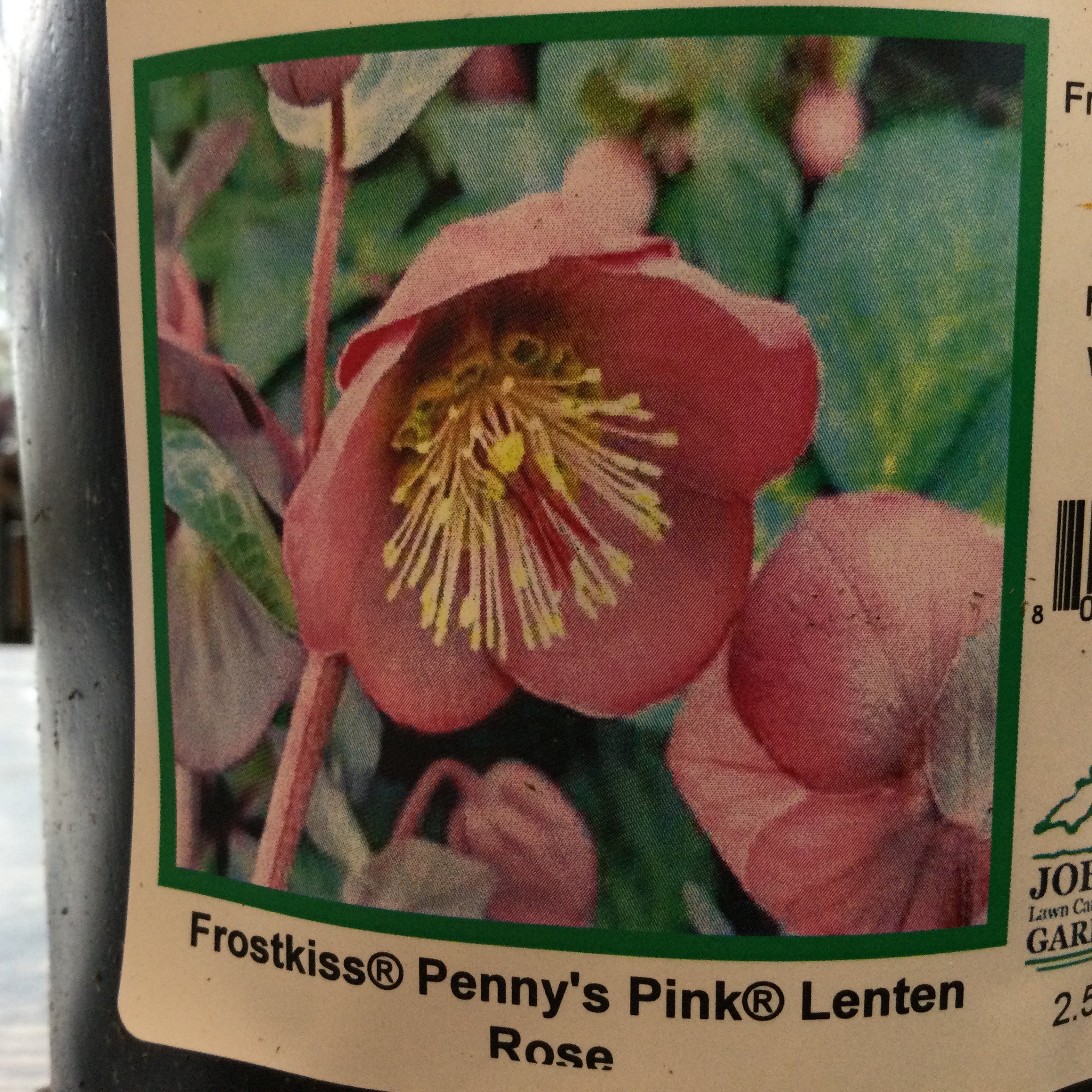 Helleborus Frostkiss® ‘Penny's Pink’ (Lenten Rose)