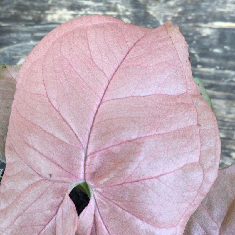 Nephthytis, Pink Allusion (Arrowhead Plant)