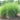 Miscanthus s. 'Gracillimus'