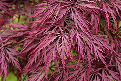 Acer p. 'Crimson Queen'
