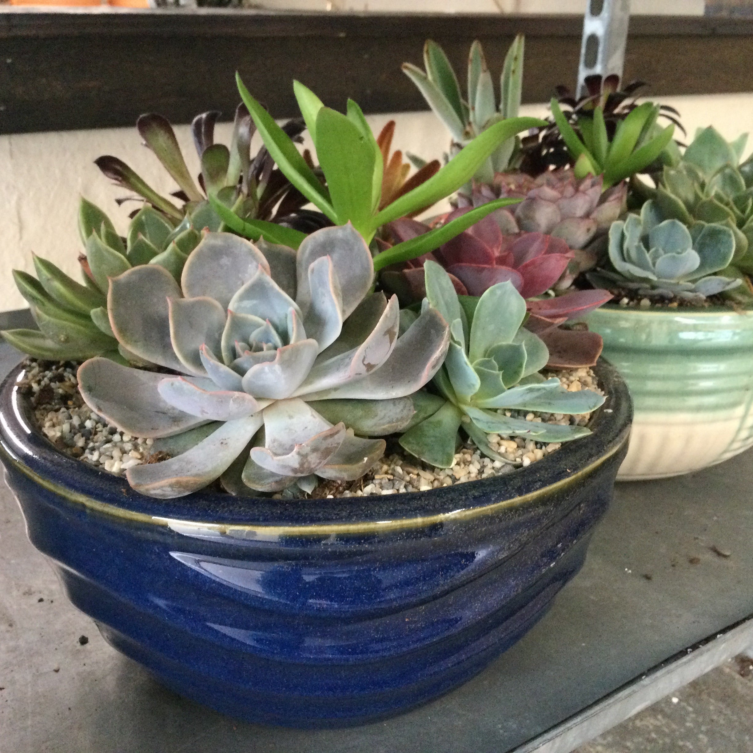 Ceramic Succulent Garden 10"