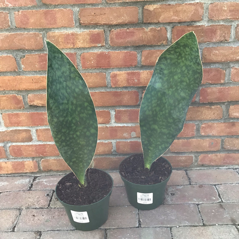 Sansevieria, Whale Fin