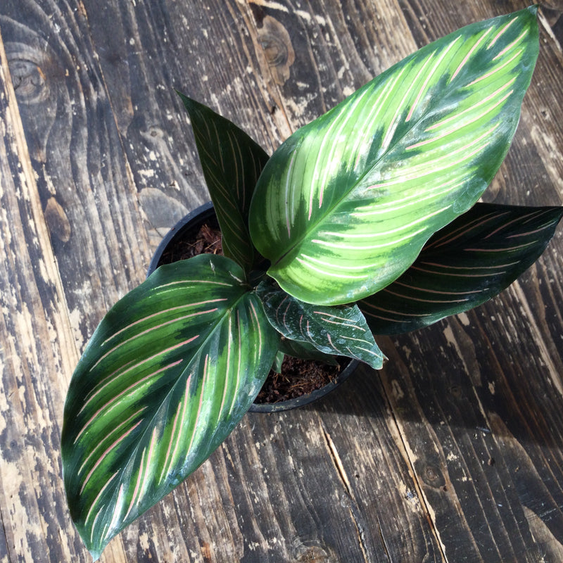 Calathea, Beauty Star