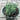 Crassula mesembryanthemoides