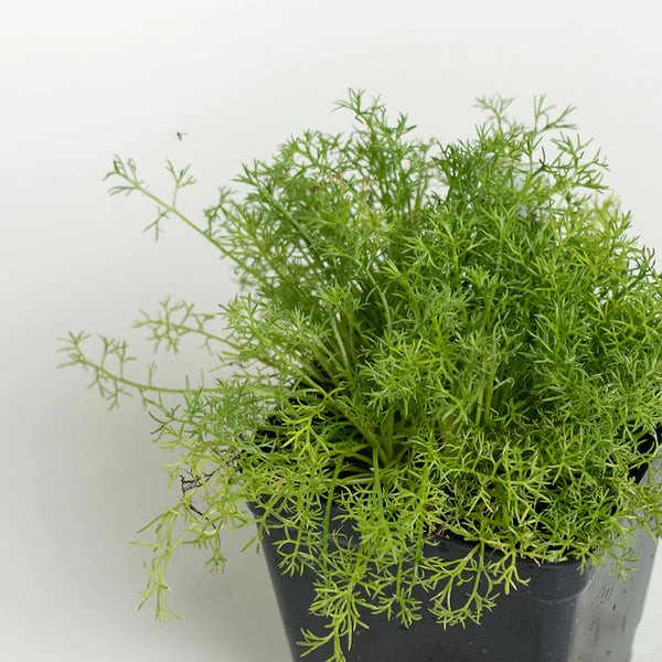 Herb