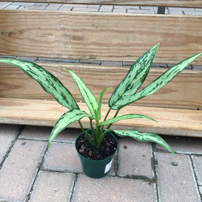Aglaonema, 'Cutlass'
