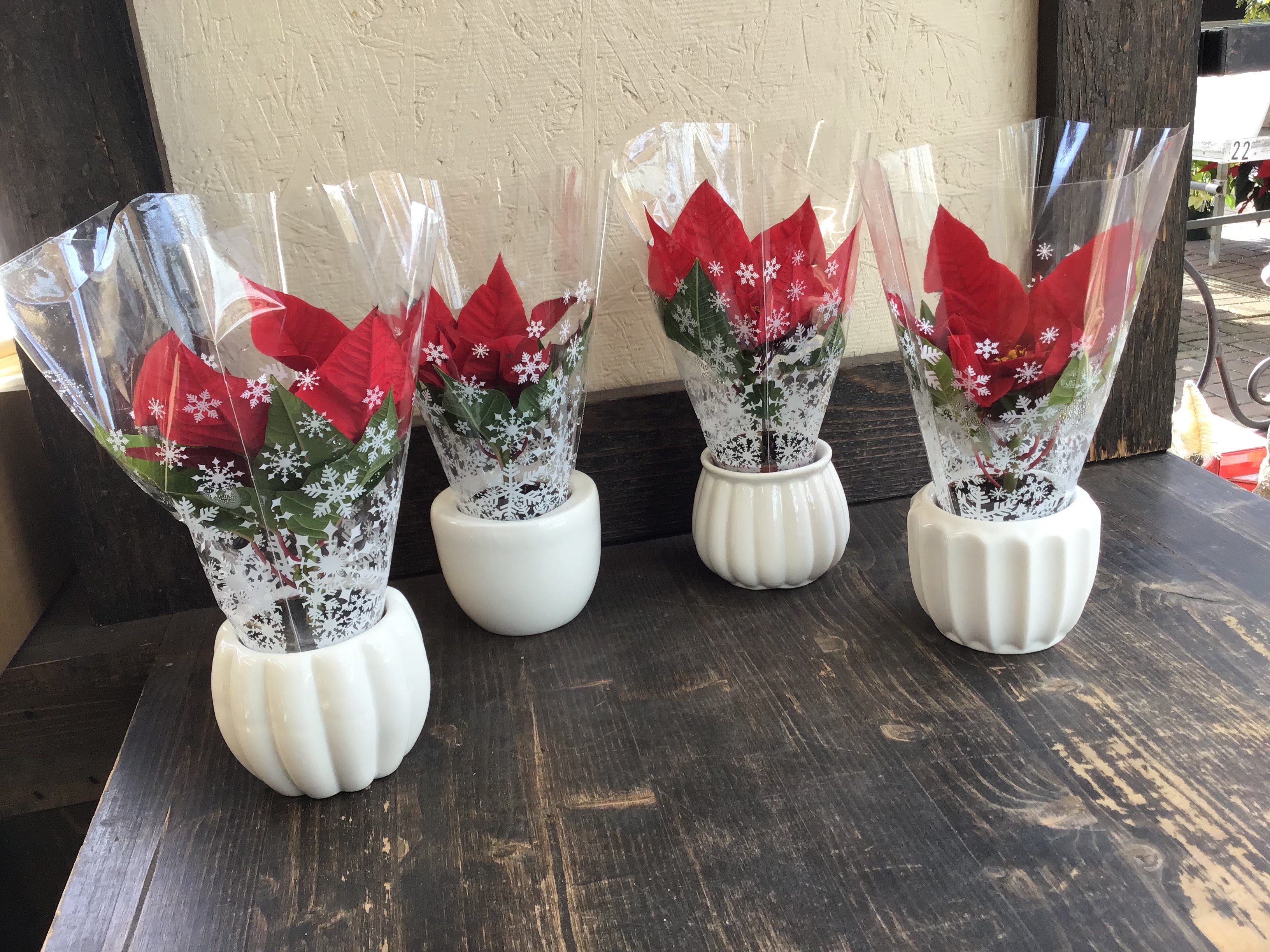 Poinsettia 2" in White Bulb Vase