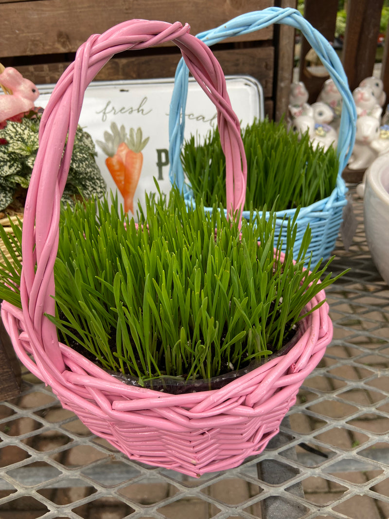 Planted Easter Baskets