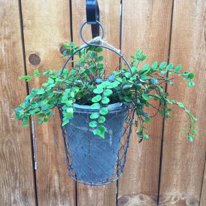 Cement Pot With Wire Hanging Basket