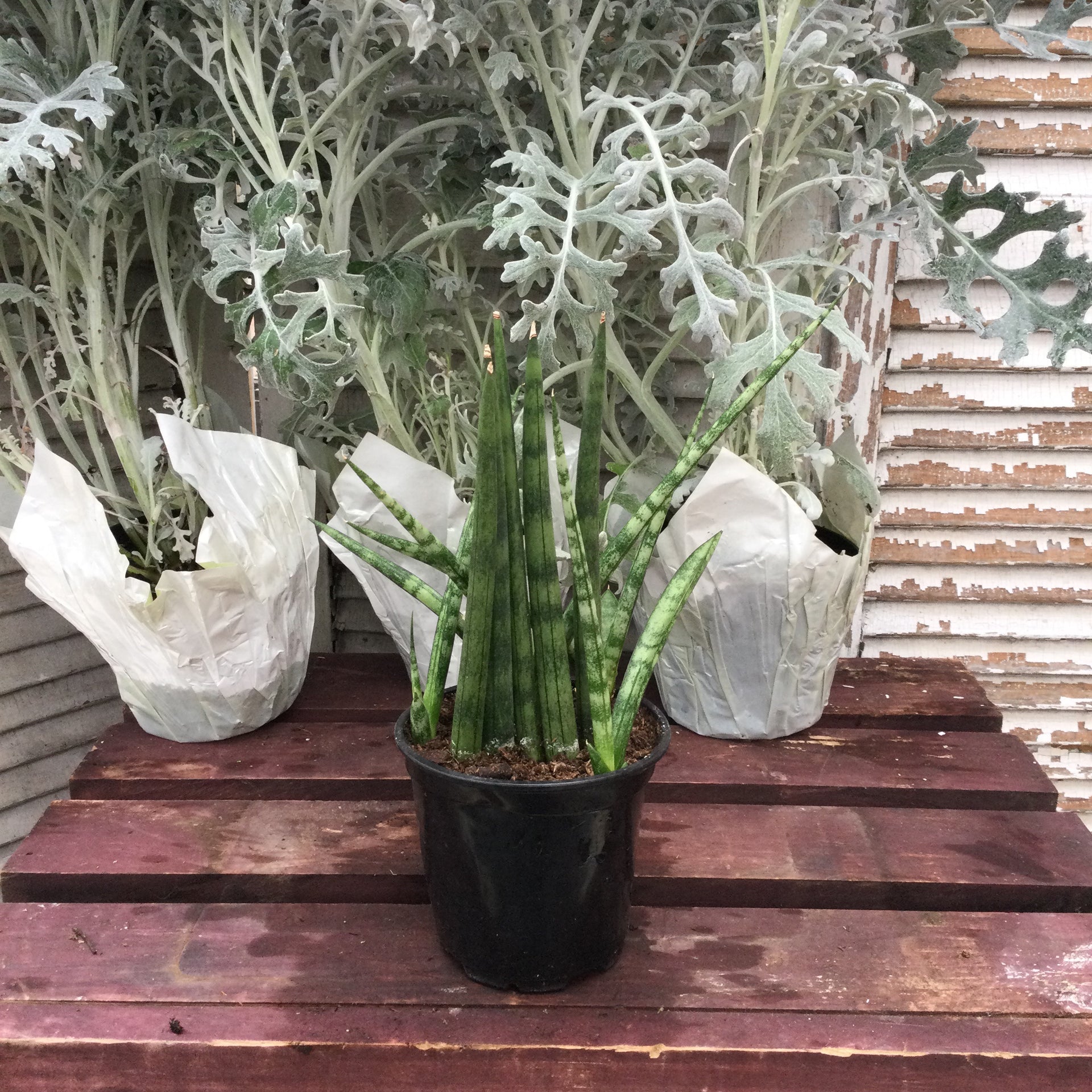 dragon fingers snake plant Sansevieria, Dragon Fingers – Joe Cappel's Garden Center