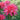 Monarda d. 'Coral Reef'