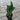 Potted Tulips