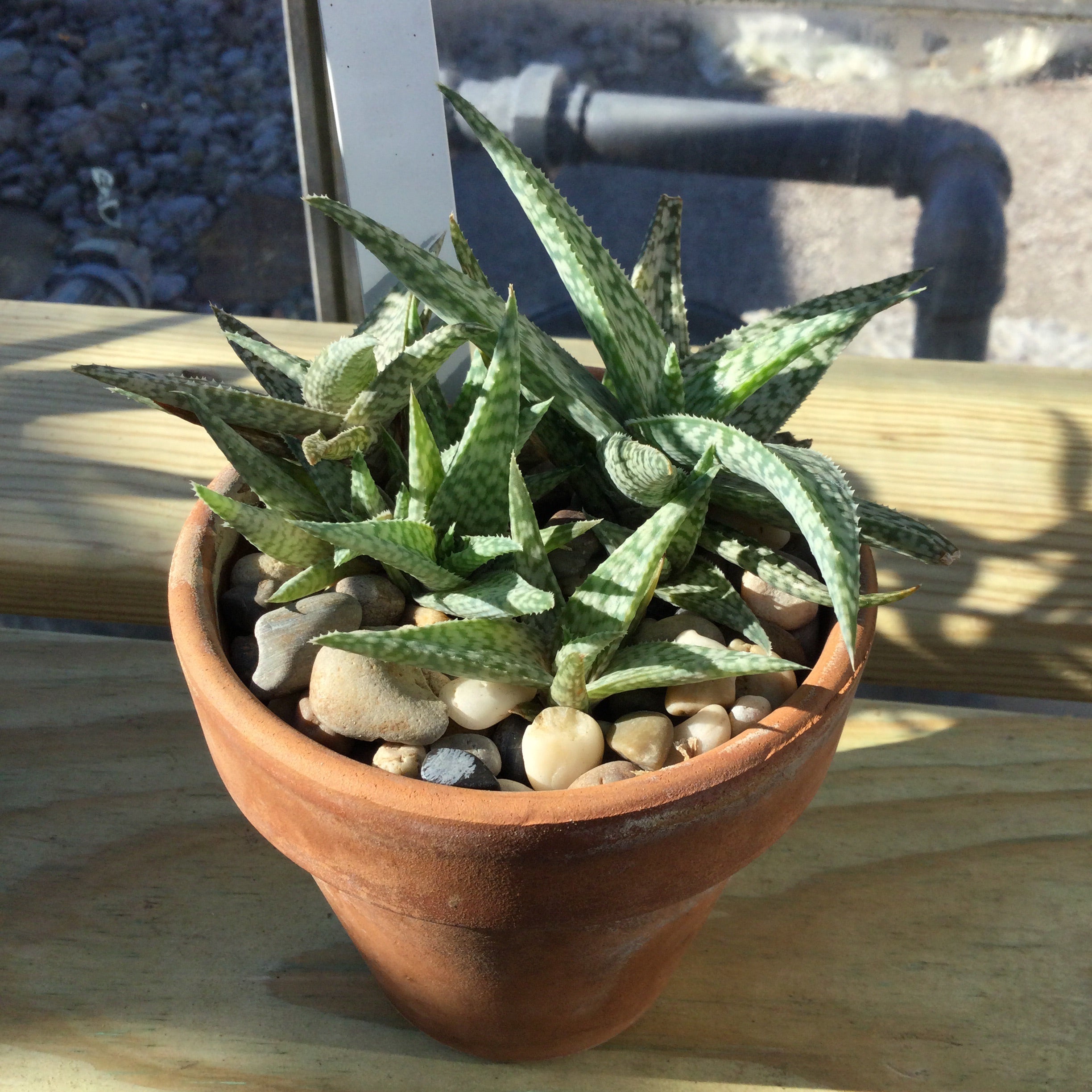 Aloe Plant 4” Terra Cotta