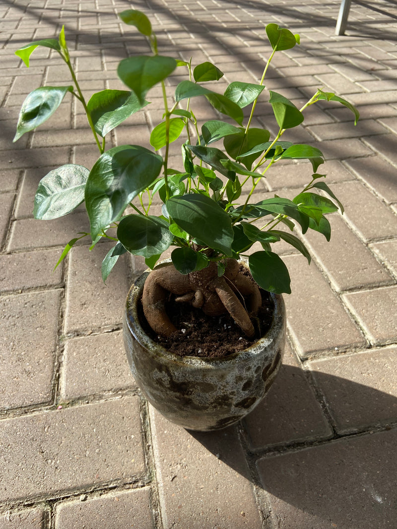 Ficus Ginseng in Ceramic Pot