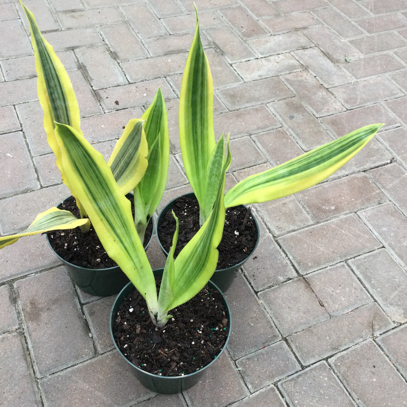 Yellowstone Sansevieria