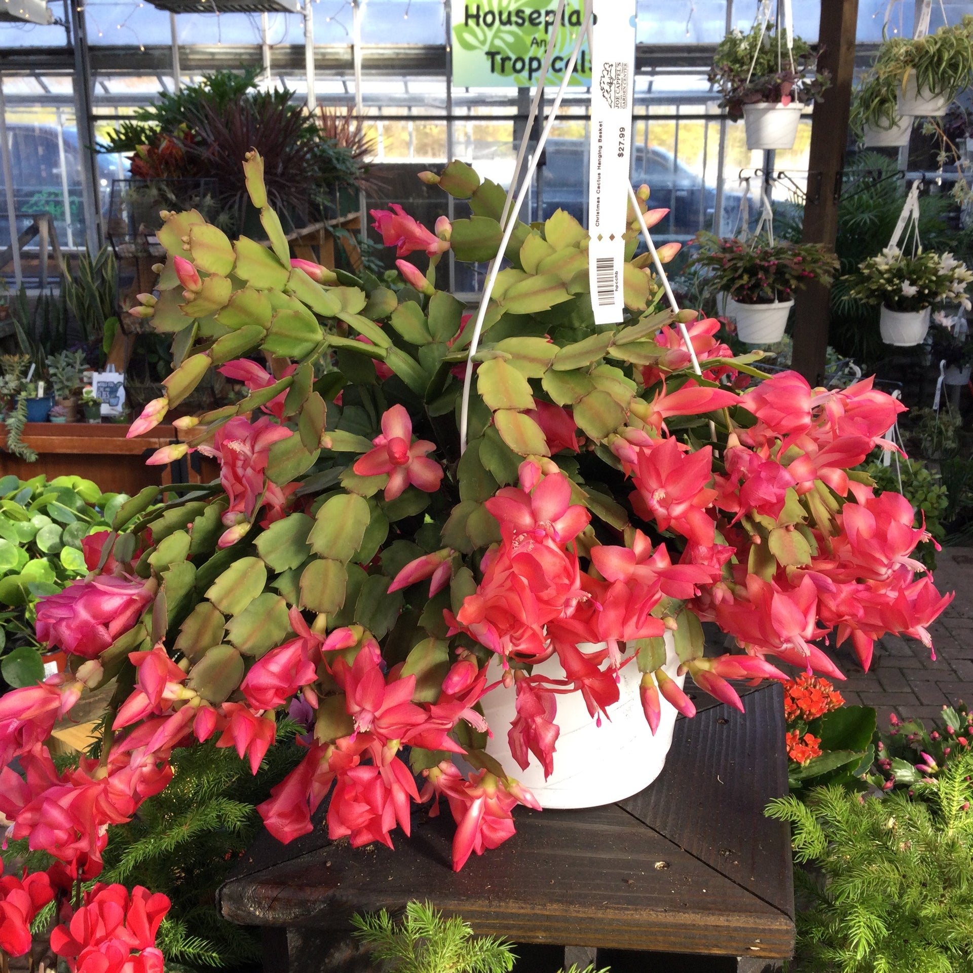 christmas cactus hanging plant Christmas Cactus – Joe Cappel's Garden Center
