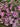 Pink Outside The Box