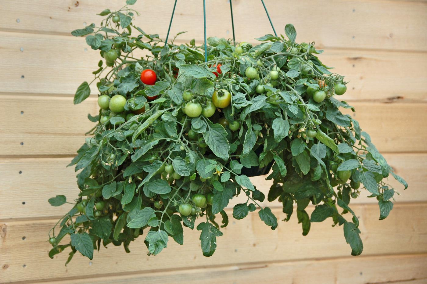 Tumbling Tomato Red 10" Hanging Basket