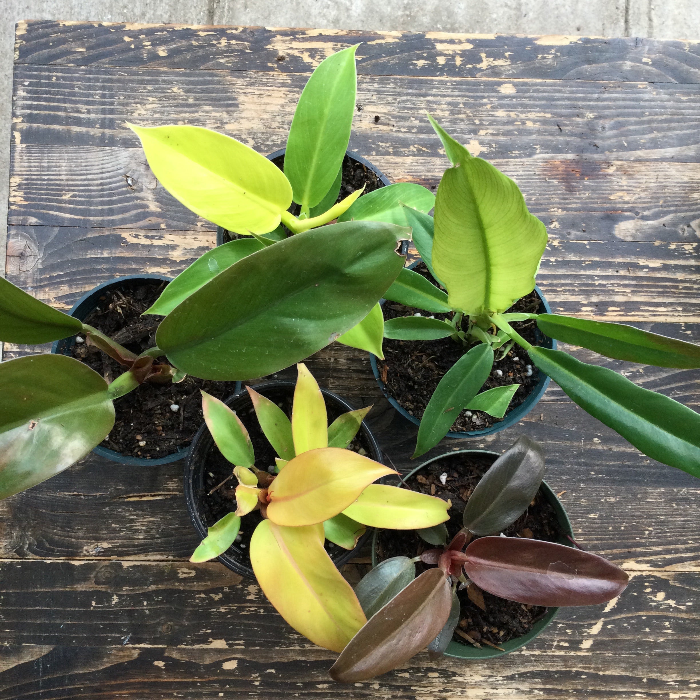 Philodendron Mix