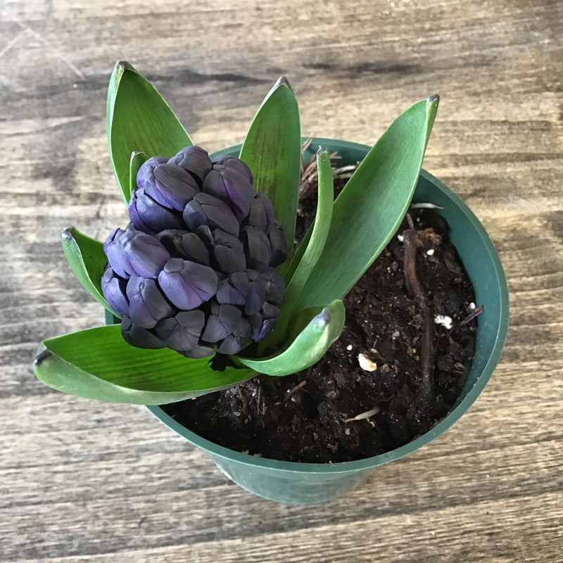 Potted Hyacinth