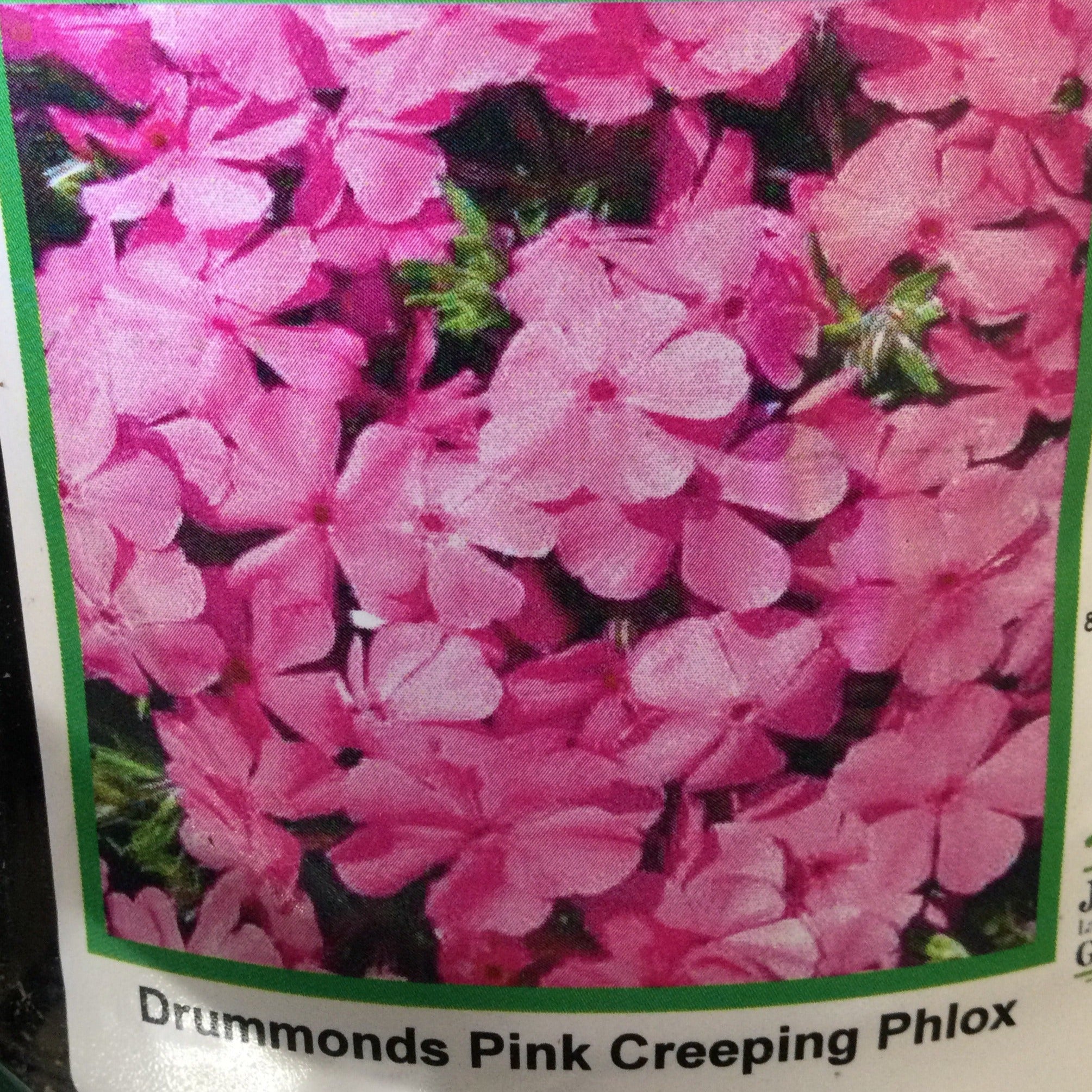 Phlox s. ‘Drummonds Pink’