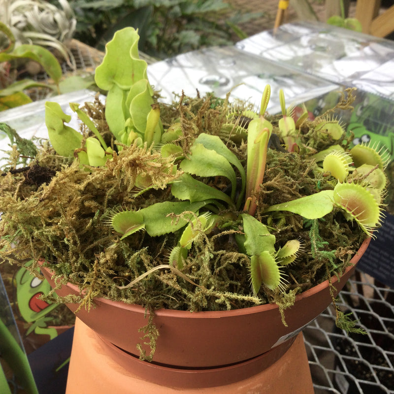 Bog Garden 6"