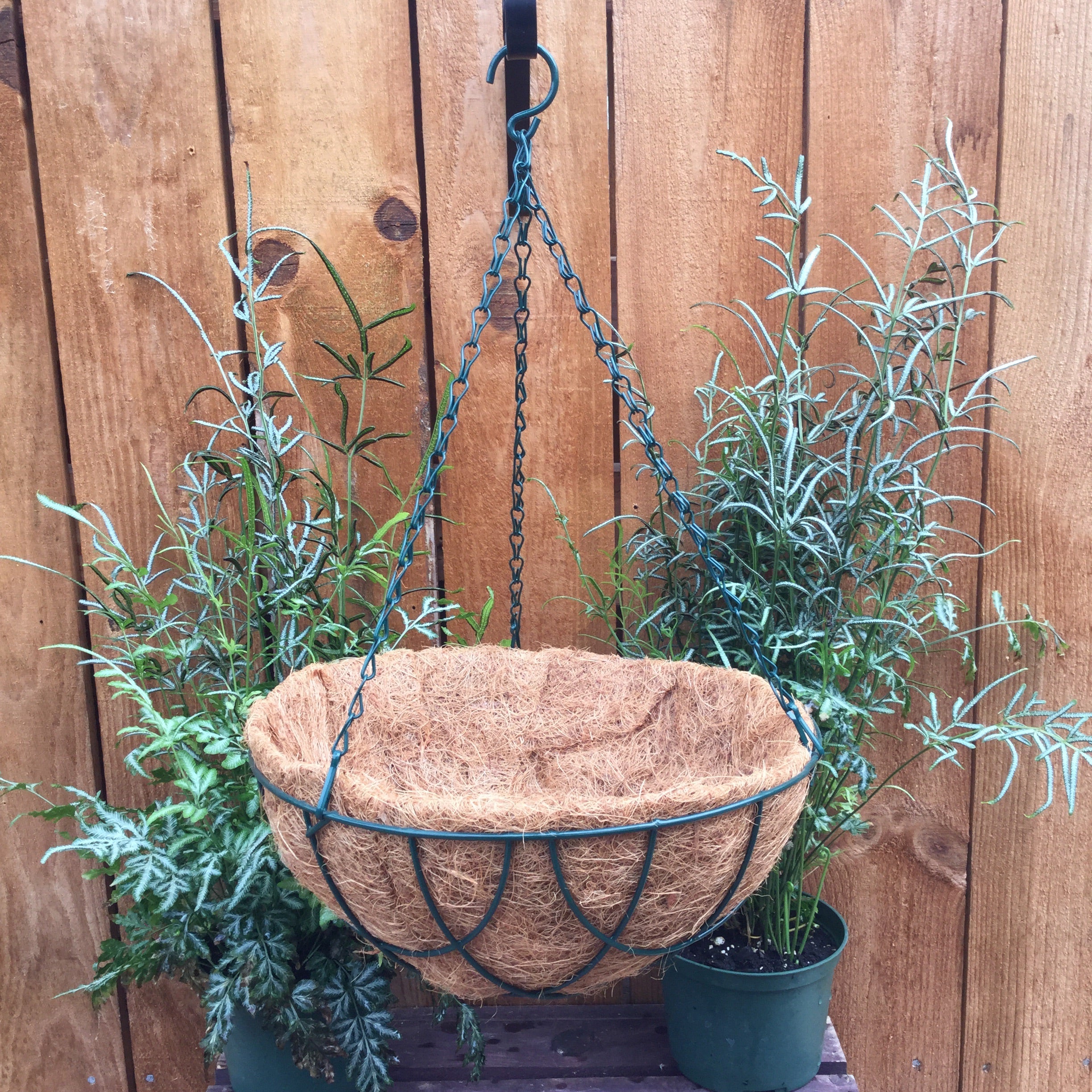12” Coco Liner Hanging Basket
