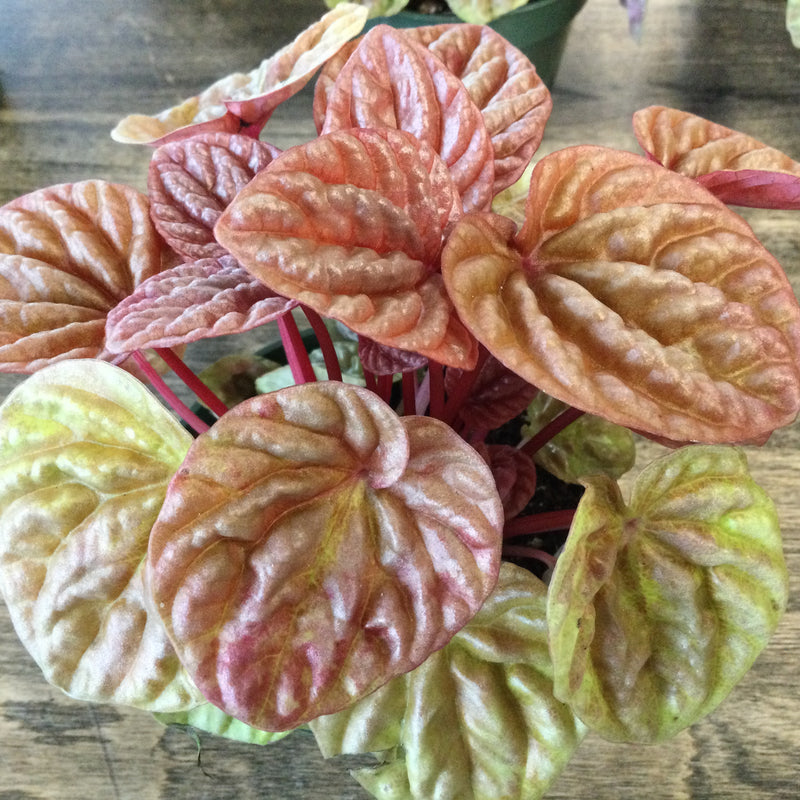 Peperomia 'Quito'