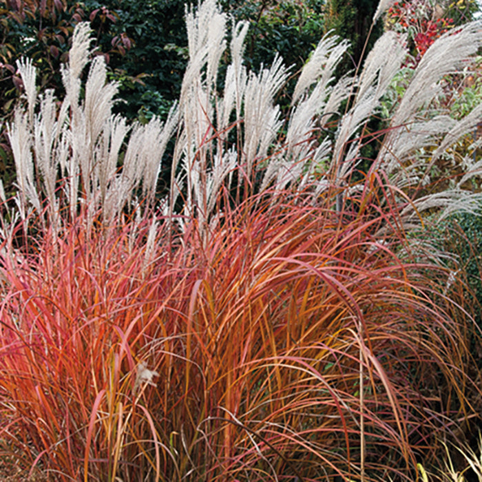 Miscanthus s. ‘Fire Dragon’