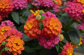 Lantana Lucky series