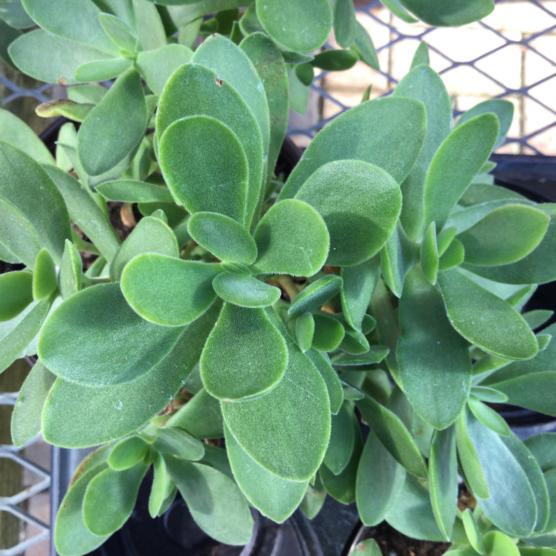 4” Crassula Platyphylla