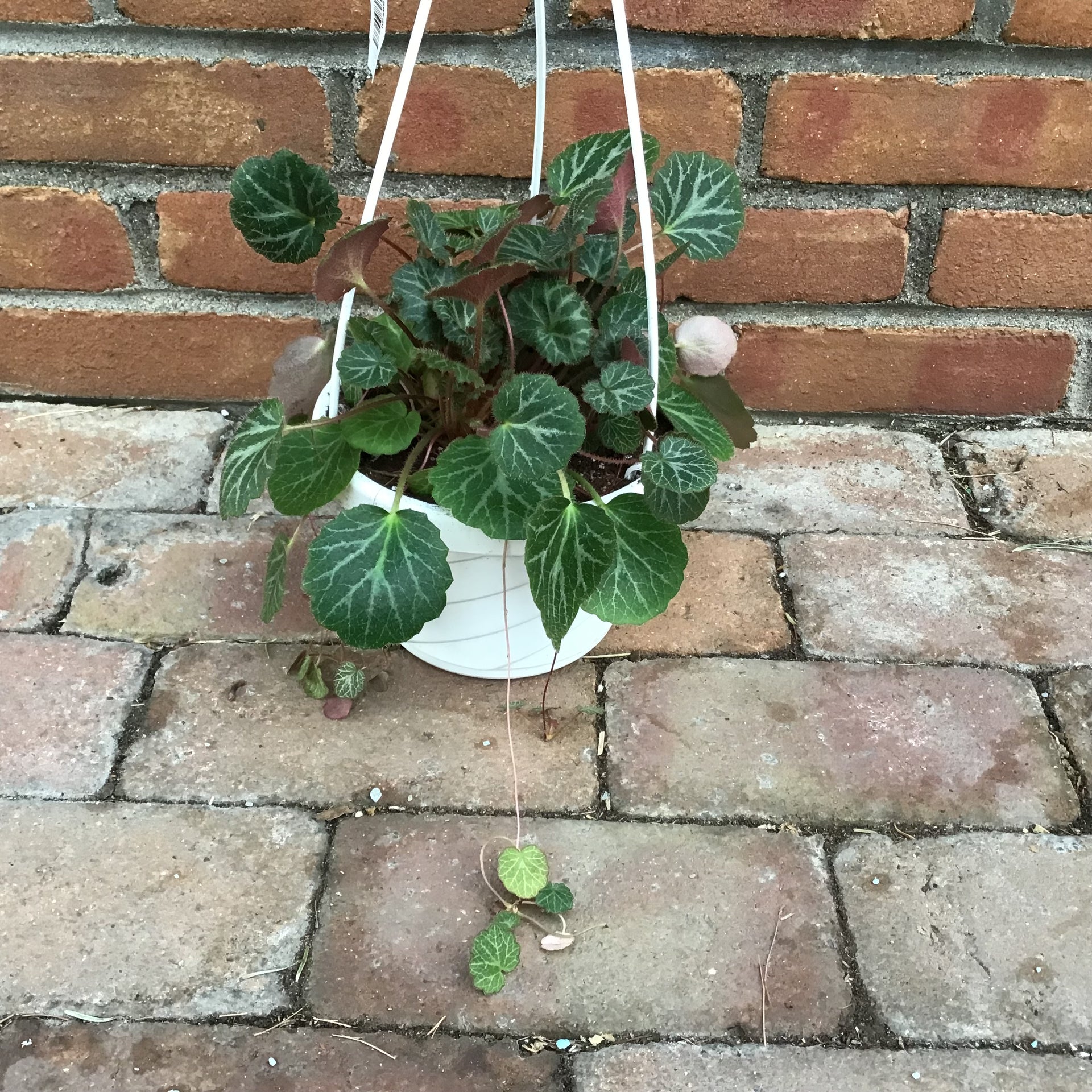 strawberry begonia hanging plant Strawberry Begonia – Joe Cappel's Garden Center