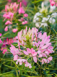 Cleome, Annual