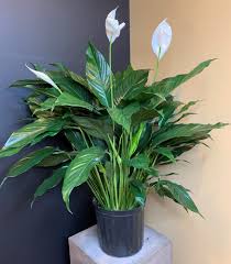 Spathiphyllum, Peace Lily