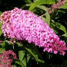 Buddleia 'Pink Delight'