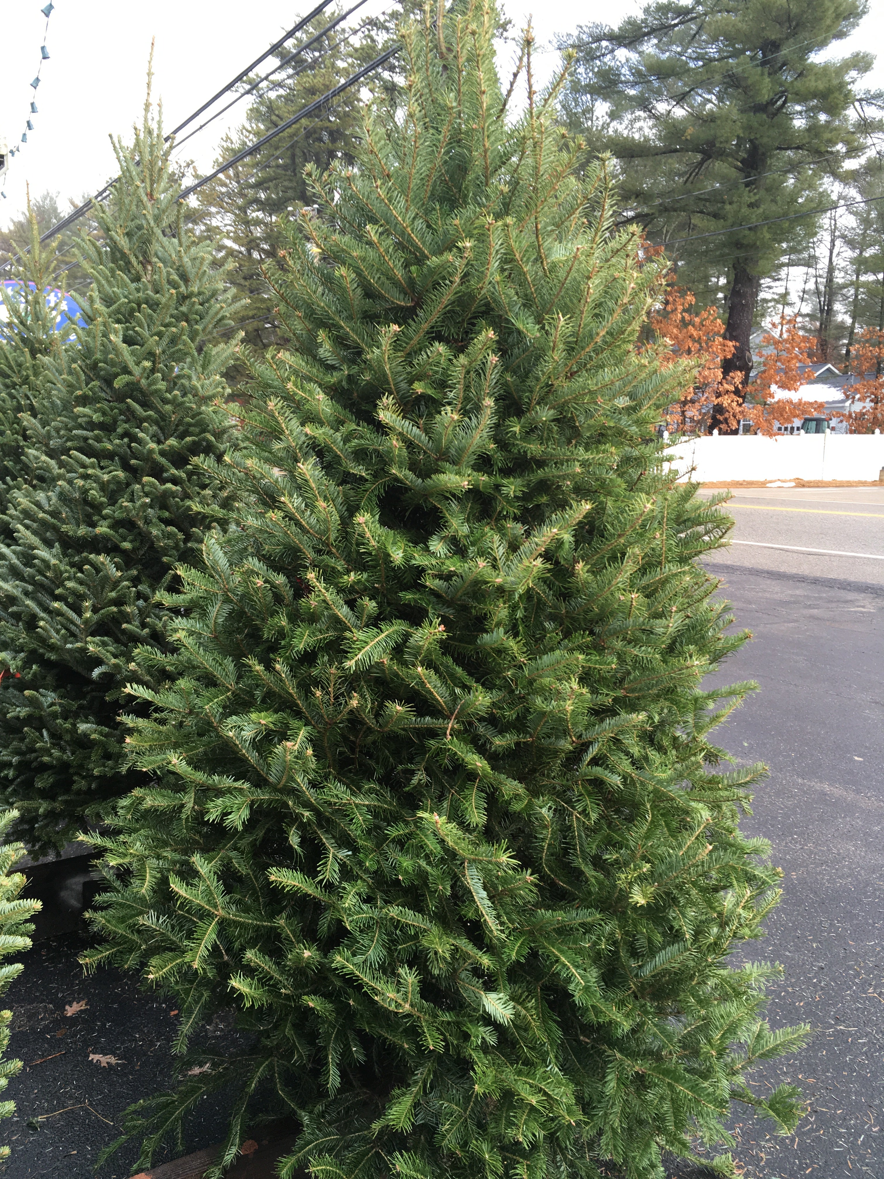 Hybrid Christmas Tree