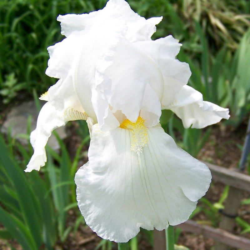 Iris g. 'Immortality' (Rebloom)