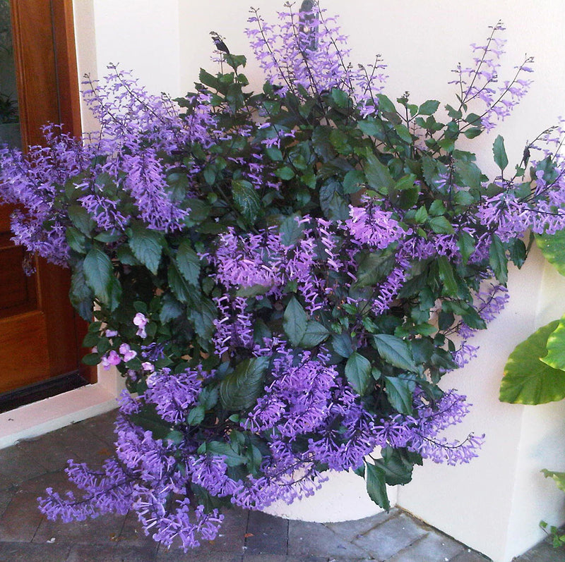 Plectranthus, Mona Lavender