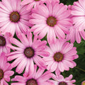 Osteospermum 'African Daisy' Annual