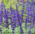 Salvia, Annual