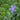 Vinca Vine