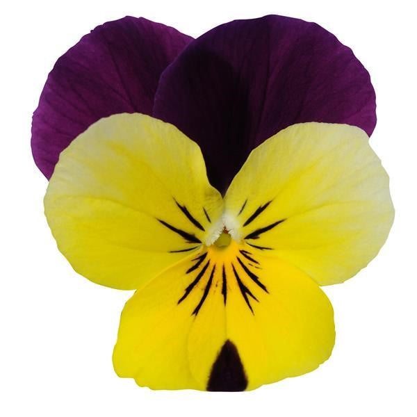 Pansy, Viola Sorbet