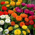 Zinnia, Annual